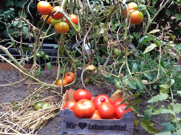 Tomaten Fred Lübke