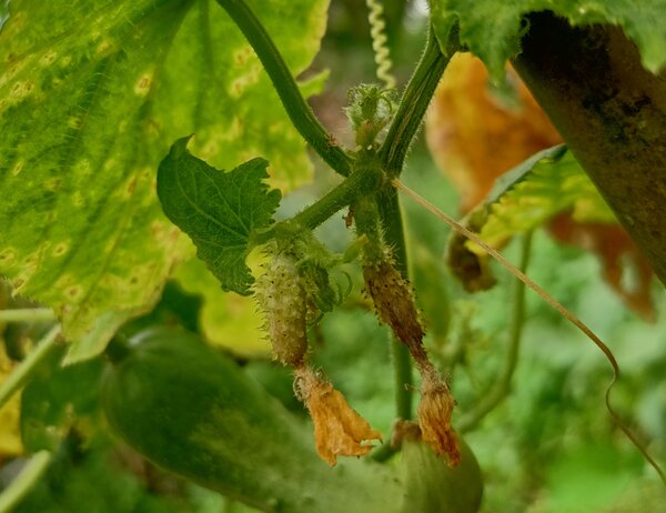 Gurkenbest�ubung, Cucumis sativus