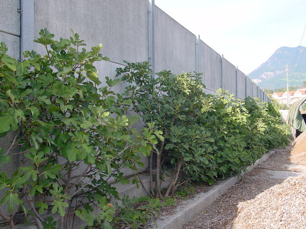 Versuchspflanzungen mit Feigen in Chur (CH) von Berchtold und Cordelia Kipfmüller Versuchspflanzungen mit Feigen in Chur (CH) von Berchtold und Cordelia Kipfmüller