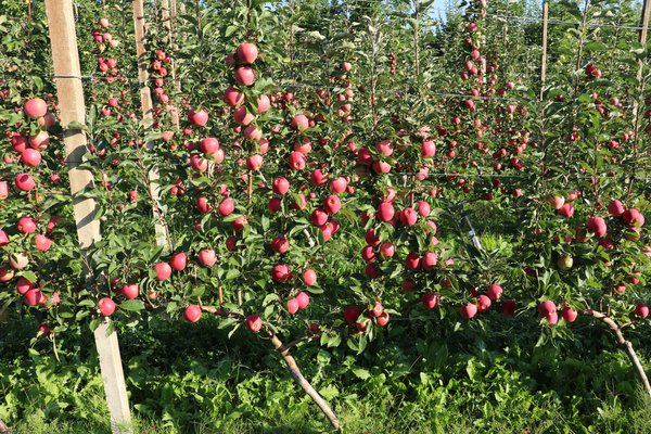 Apfelspalier nach Jules Guyot System