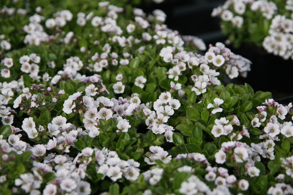 Gypsophila cerastioides