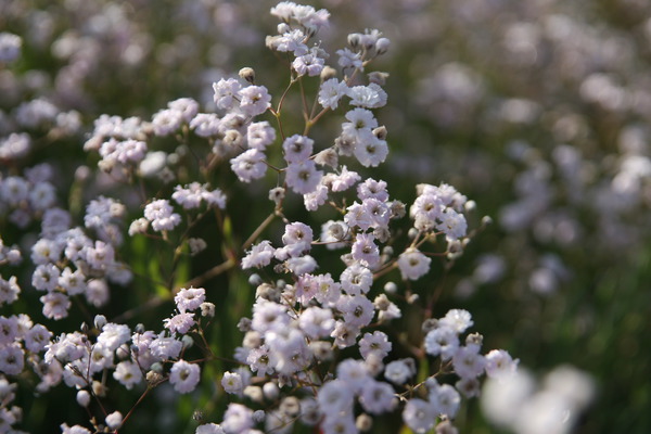 Gypsophila repens 'Compacta Plena'