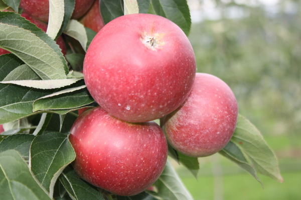 süsse Apfelsorten Apfel Malini Dulcessa lubera