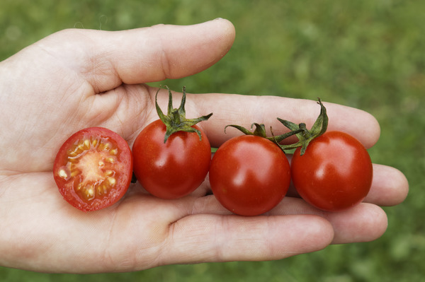 Resi, tomaten säen