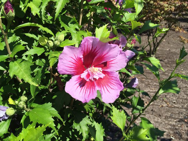 Hibiskus, Eibisch 'Flower Tower Purple'® (Hibiscus syriacus 'Flower Tower Purple'®) Hibiskus, Eibisch 'Flower Tower Purple'® (Hibiscus syriacus 'Flower Tower Purple'®)