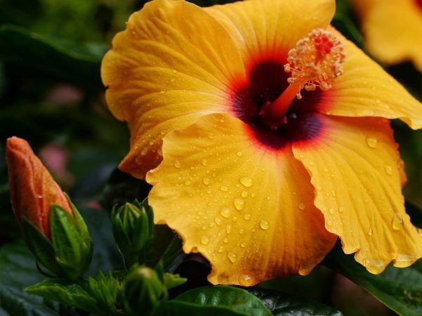 Hibiskus Pflege draussen