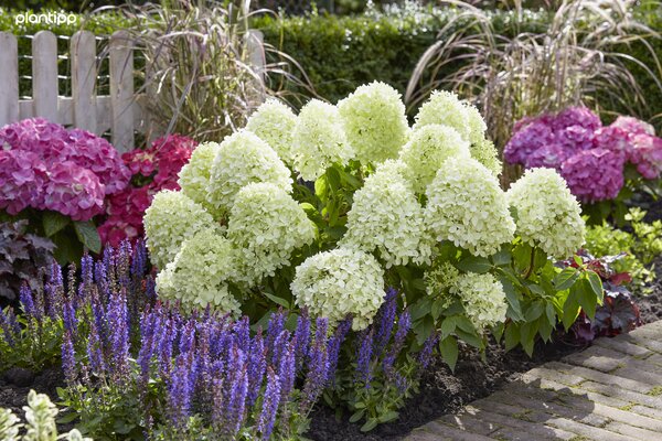 Hydrangea paniculata 'Little Spooky', Zwerg-Rispenhortensie, Kordes