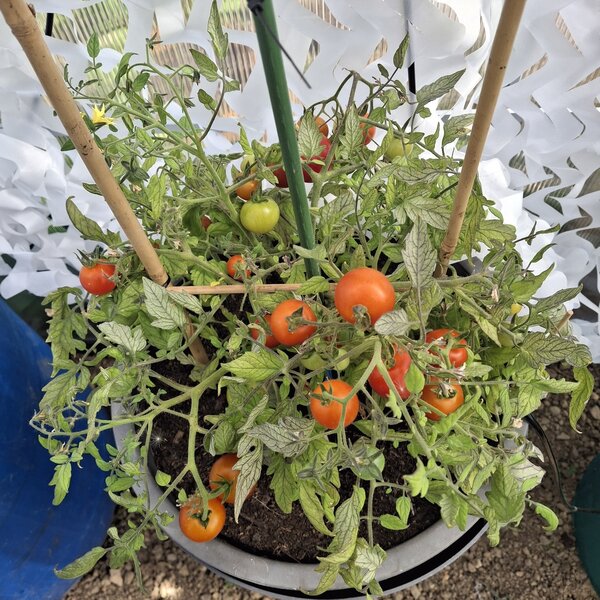 H&auml;ngetomate 'Tumbling Bella', Solanum lycopersicum 'Tumbling Bella'
