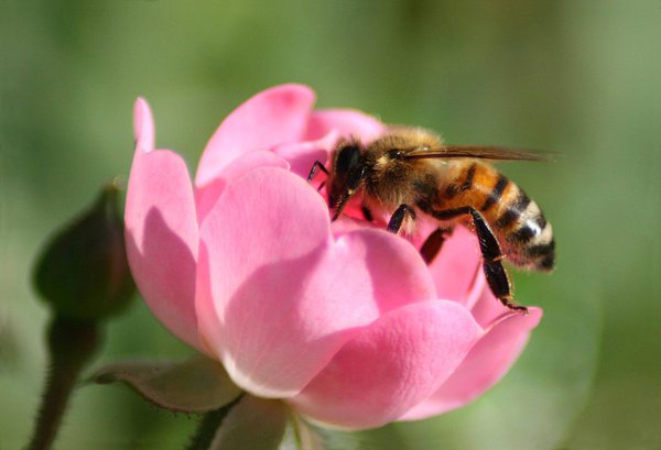 Hagebuttenblüte