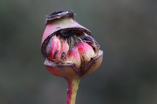 Hagebutten-Rosen, Lubera