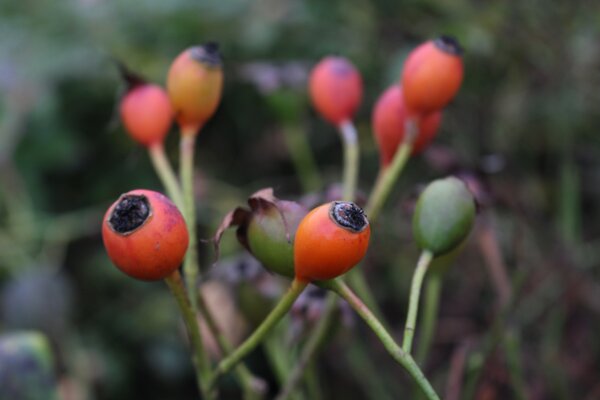 Hagebutten-Rosen, Lubera