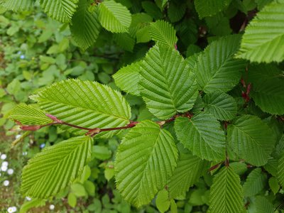 Zweig einer Hainbuche (lat. Carpinus)