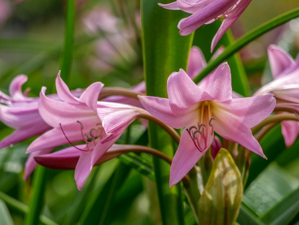 Gartenamaryllis Hakenlilie