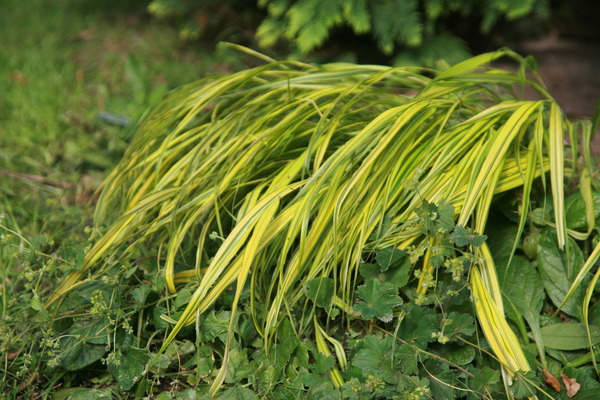 Hakonechloa macra 'Albostriata'