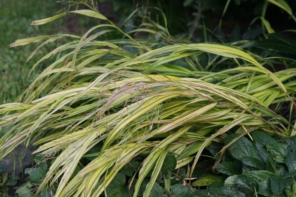 Hakonechloa macra 'Aureola'