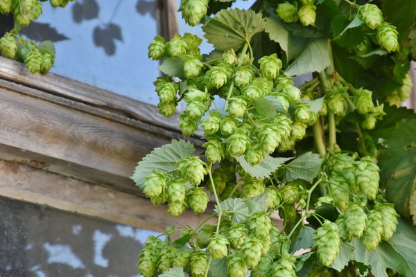 Hopfenpflanze Hallertauer Tradition, Hopfen anpflanzen