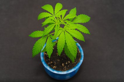 Falsches Marihuana, Anthurium polyschistum
