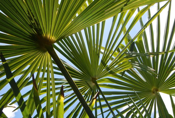 Palmenblatter, Hanfpalme überwintern