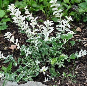 Harlekinweide (Salix integra Hakuro Nishiki) Jungpflanze