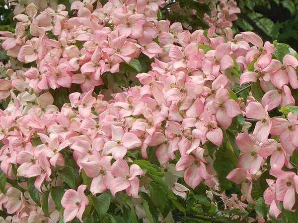 Cornus kousa Satomi