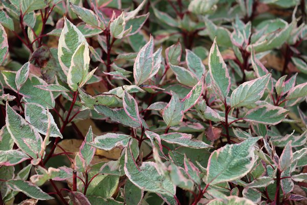 Hartriegel Cream Cracker (Cornus alba) im Herbst