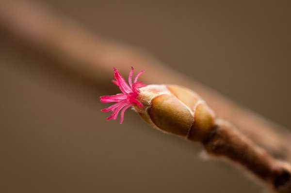Weibliche Haselnuss Blüte