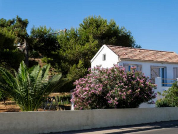 Haus-Oleander-Dattelpalme_1200