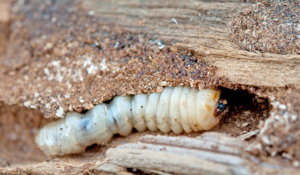 Larve eines Holzbockkäfers