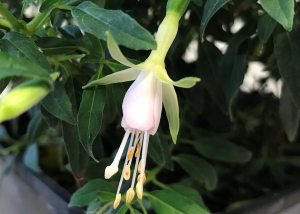 Fuchsia magellanica Hawkshead