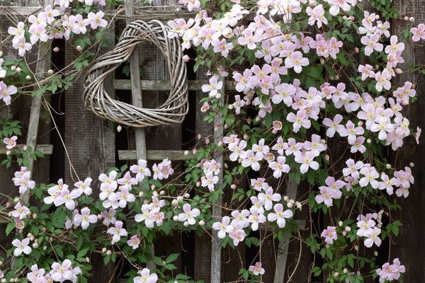 Clematis