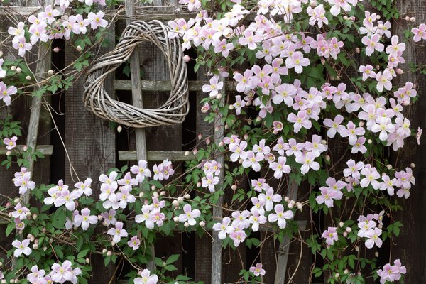 Clematis 