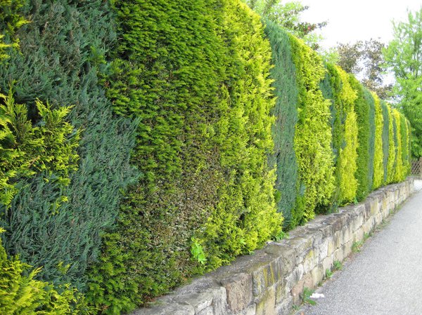 Eine Hecke sollte gepflegt werden...