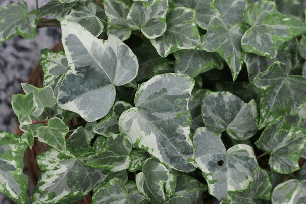 Hedera helix 'Kolibri', Gemeiner Efeu