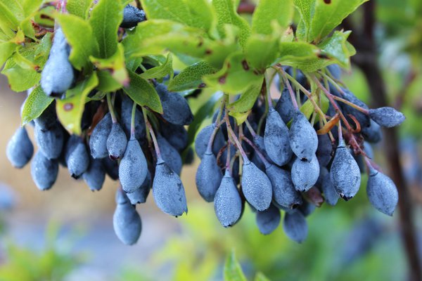 Die Heidelbeere Blautropf bieten optisch ganz besondere Frchte