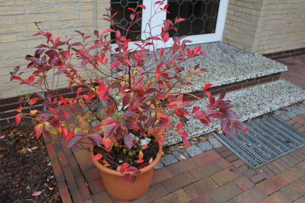 Heidelbeeren im Kübel Heidelbeeren im Kübel