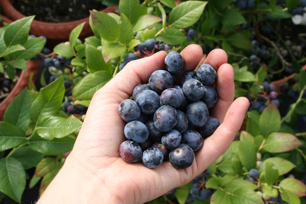 Heidelbeeren düngen Heidelbeere Bluecrop Lubera