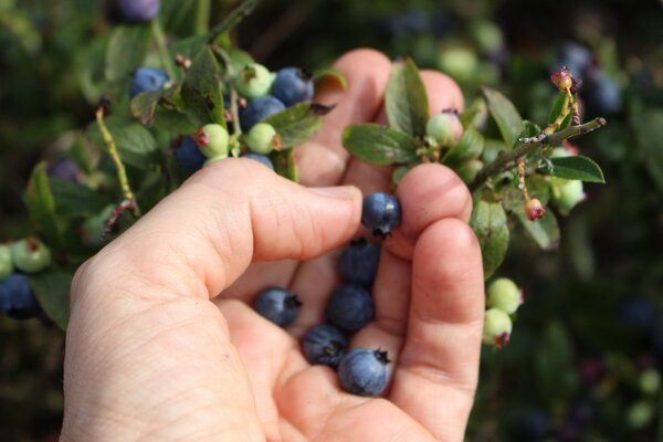 Heidelbeeren pflcken, Blaubeeren, Beerenobst, Vaccinium corymbosum, Vaccinium angustifolium, Vaccinium myrtillus