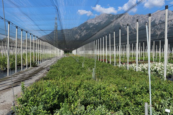 Heidelbeeren zÃ¼chten Versuchsfeld Lubera