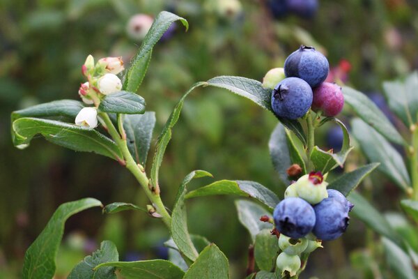 Heidelbeeren pflcken, Blaubeeren, Beerenobst, Vaccinium corymbosum, Vaccinium angustifolium, Vaccinium myrtillus
