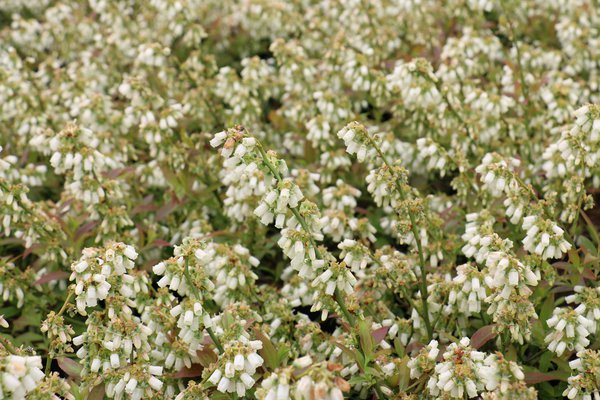 Heidelbeersorten Lowberry Little Blue Wonder Blüte Lubera