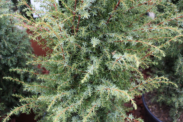Juniperus communis 'Excelsa