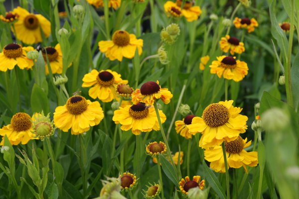 Helenium x cultorum 'El Dorado'