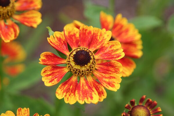 Helenium x cultorum 'Goldreif'