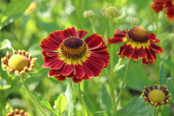 Helenium x cultorum 'Knigstiger'
