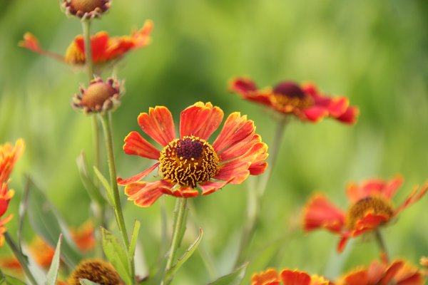 Helenium x cult. 'Poncho' (S)