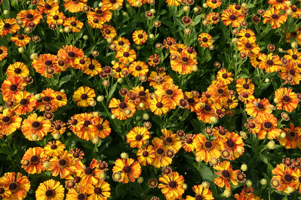 Helenium 'Flamenco'