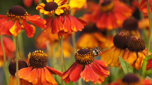 Helenium Sahins early Flowerer