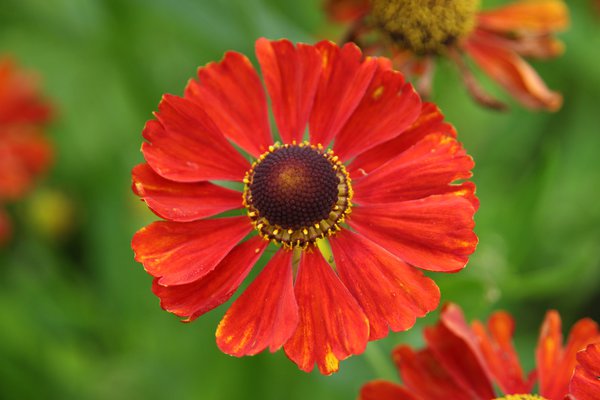 Helenium x cultivars 'Baudirektor Linne'