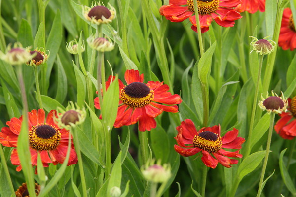 Helenium x cultivars 'Kupferzwerg'