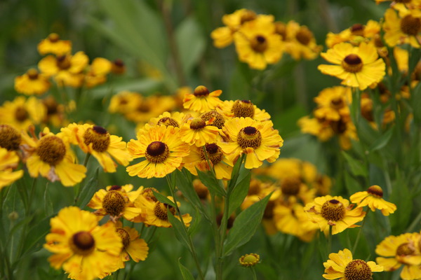 Helenium x cultorum 'Goldrausch'